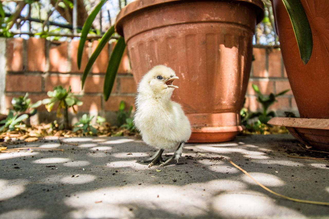 Il Gallo Con Gli Stivali Termoli Exterior photo