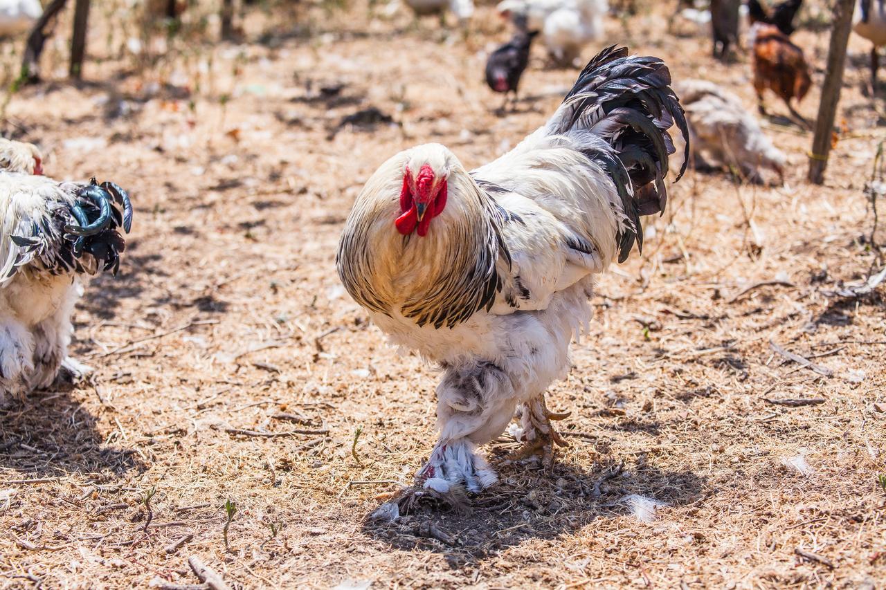 Il Gallo Con Gli Stivali Termoli Exterior photo
