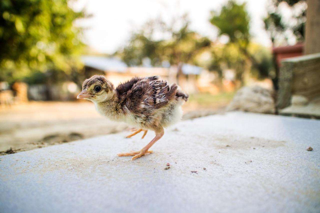 Il Gallo Con Gli Stivali Termoli Exterior photo