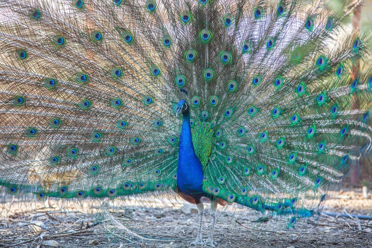 Il Gallo Con Gli Stivali Termoli Exterior photo