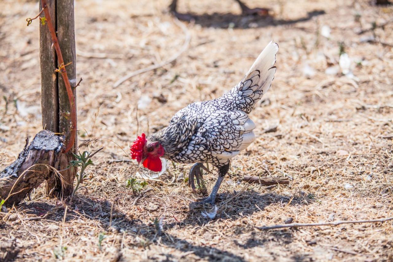 Il Gallo Con Gli Stivali Termoli Exterior photo