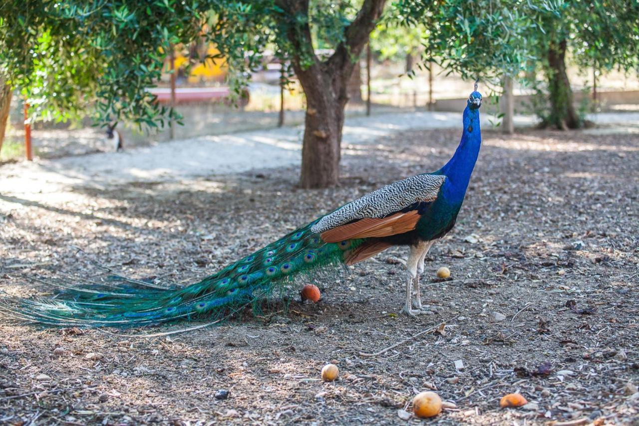Il Gallo Con Gli Stivali Termoli Exterior photo